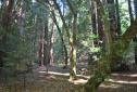 MuirWoods_2016_017.JPG