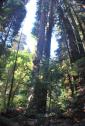 MuirWoods_2016_019.JPG