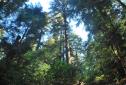 MuirWoods_2016_021.JPG